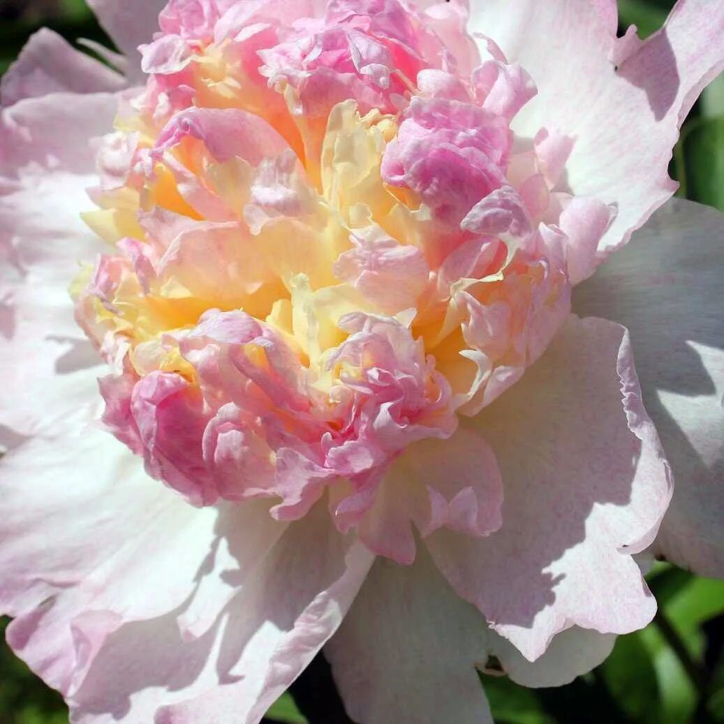 Пион сандей фото и описание Пион Распберри Сандей Peony Raspberry Sunday - купить многолетники с доставкой п