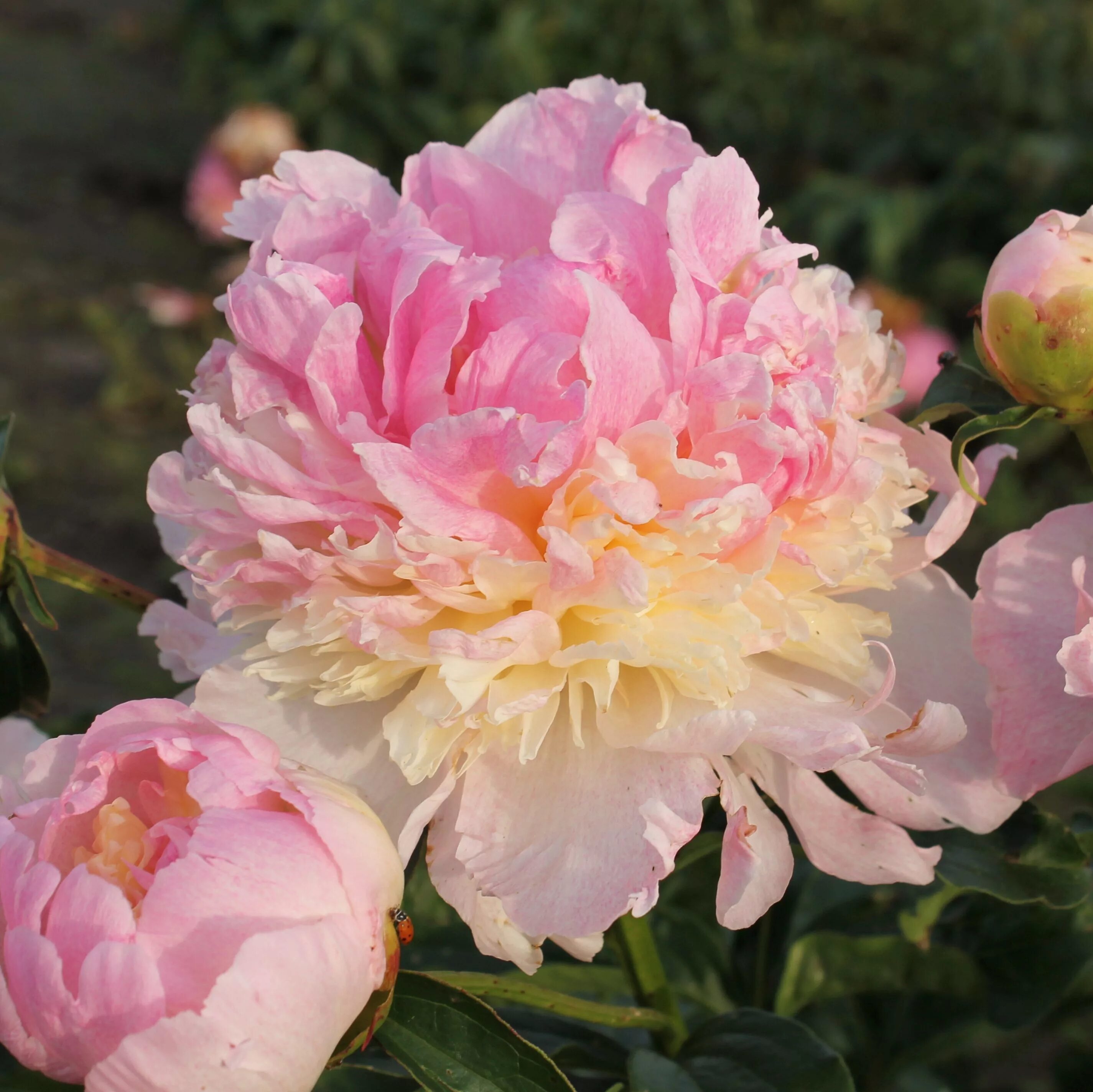 Пион сандей фото и описание Hollingsworth Peonies Flowers, Beautiful flowers, Peonies