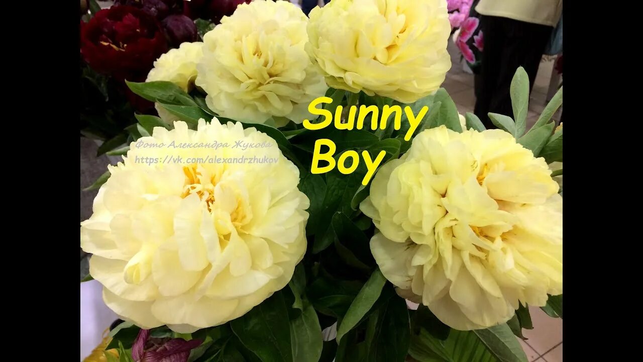 Пион сани герл фото и описание Sunny Boy peony Санни Бой пион - YouTube
