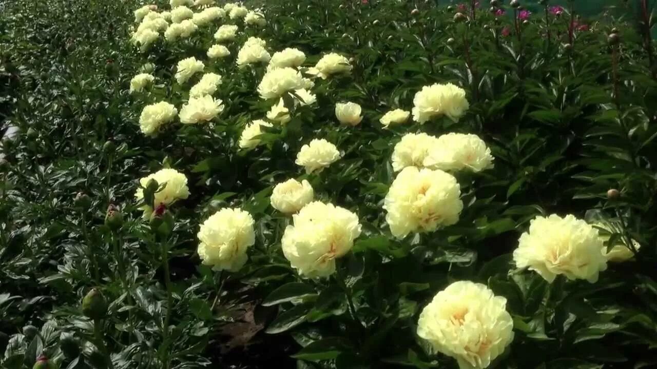 Пион санни бой фото и описание Peony Sunny Boy - www.peonyshop.com - YouTube