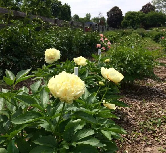 Пион санни бой фото и описание It's Almost Peony Time! Peonies, Peonies garden, Outdoor gardens