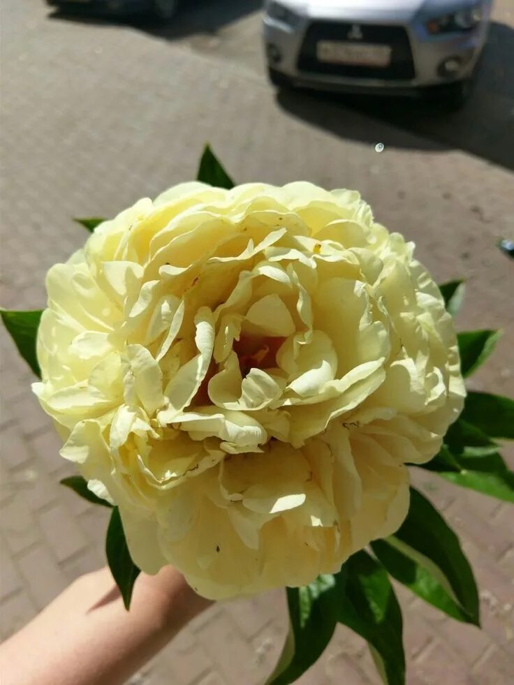 Пион санни бой фото и описание цена Fantastic peony "Sunny boy". Fragrance, Color! Wow! Peonies garden, Peony rose, 