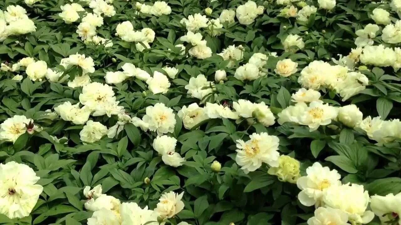 Пион санни герл фото Peony Sunny Girl - www.peonyshop.com - YouTube