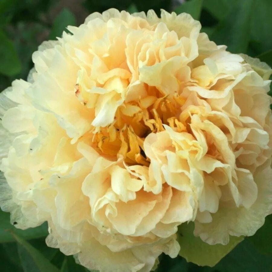 Пион санни герл фото и описание отзывы Купить Пион Молочноцветковый Sunny Girl - Пион - GardenPlants