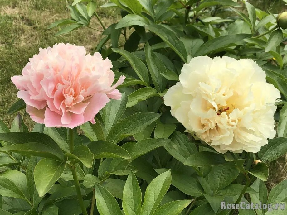 Пион санни герл фото и описание отзывы Lois Choice, Sunny Gerl - RoseCatalog.ru