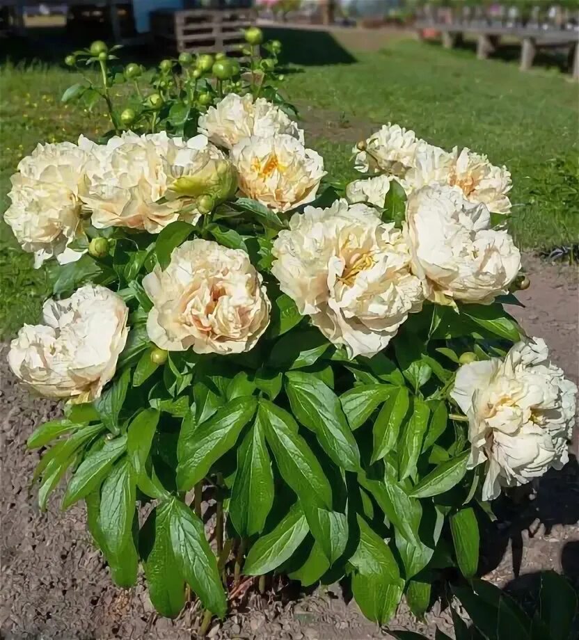 Пион санни цена фото Пион Санни Герл купить по низкой цене на Все Свое 69770