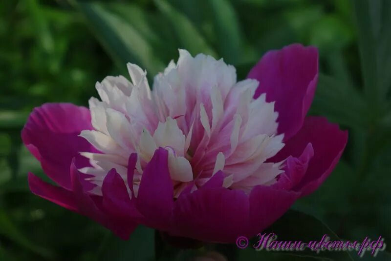 Пион санта фе фото Пион травянистый 'Санта Фе' / Paeonia 'Santa Fa'