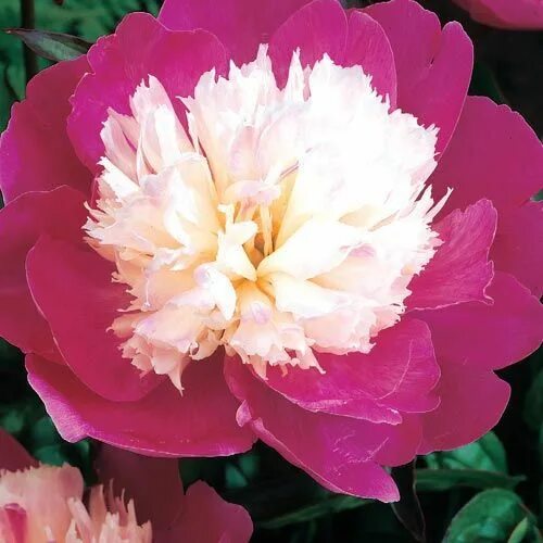 Пион санта фе фото Peonies, what a great color! Spring hill nursery, Planting peonies, Flowers