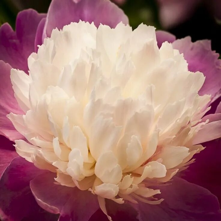 Пион санта фе фото Sante Fe - Herbaceous Peony/ Paeonia Paeonia lactiflora, Peonies garden, Peonies