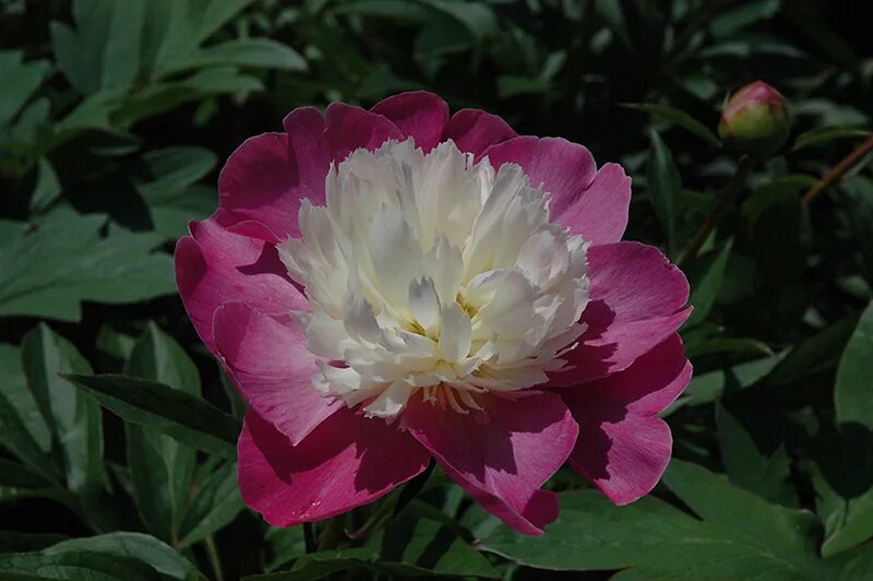 Пион санта фе фото Santa Fe Peony (Paeonia 'Santa Fe') in Vancouver Victoria Burnaby Penticton Coqu