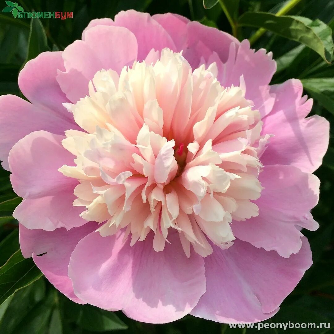 Пион санта фе фото Пион Санта Фе - Paeonia Santa Fay
