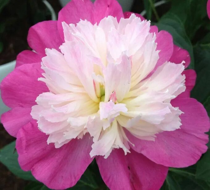 Пион санта фе фото Paeonia 'Santa Fe' (Herbaceous Peony) Peonies, Wonderful flowers, Paeonia lactif
