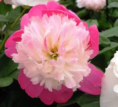 Пион санта фе фото и описание Пион Paeonia ( Santa Fe ) Размер 02/03 Цена за штуку, руб.: 549 ОКС в торфе. Фот
