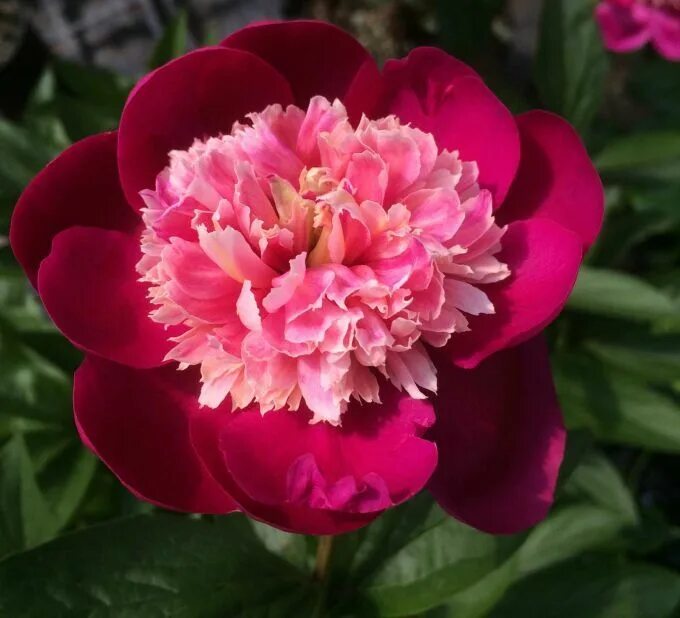 Пион санта фе фото и описание Sante Fe - Mauve Pink Japanese Peony/ Paeonia lactiflora Peonías, Flores, Planta