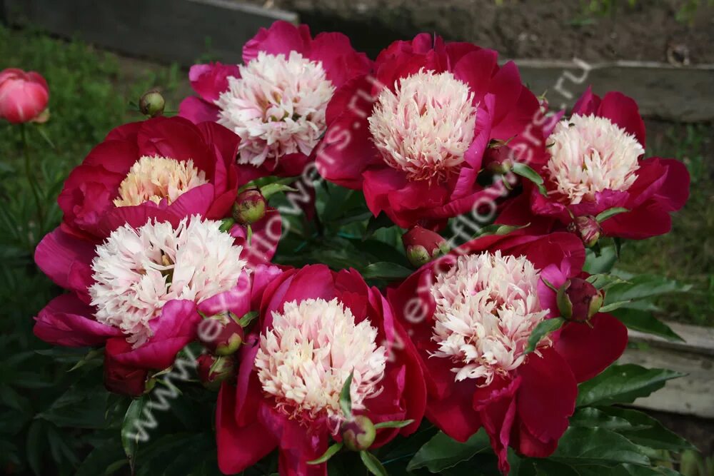 Пион санта фе фото и описание EXOTFLOWERS Каталог многолетников Пионы