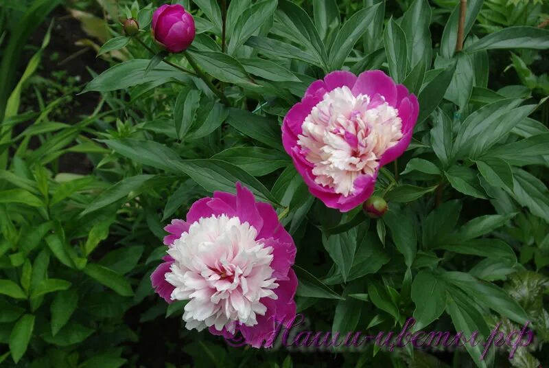 Пион санта фе фото и описание Пион травянистый 'Санта Фе' / Paeonia 'Santa Fa'