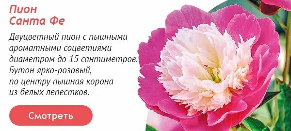 Пион санта фе фото и описание Пион Санта Фе Фото И Описание - New-Freepik.Ru
