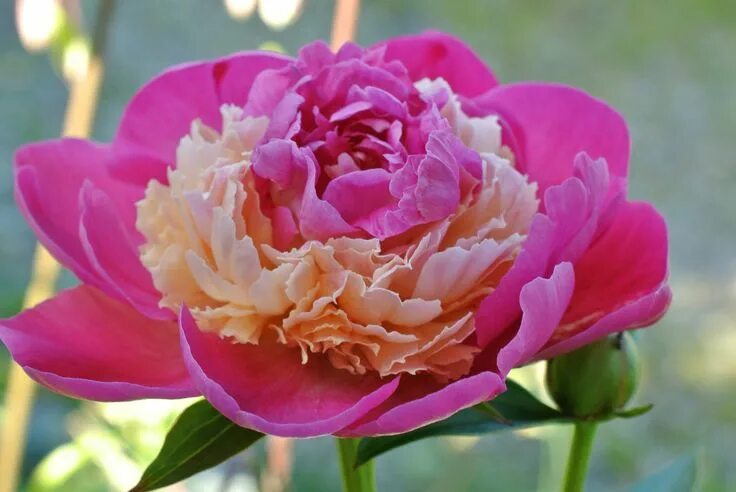 Пион санта фе фото и описание Paeonia lactiflora 'Santa Fe' Paeonia lactiflora, Peonies, Flowers