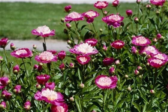 Пион санта фе фото и описание Купить Paeonia Santa fe в Киеве Бджилка