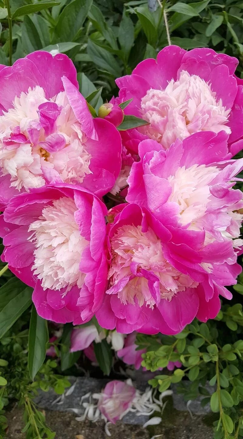 Пион санта фе фото и описание Santa Fe Pink peonies, Flowers nature, Flowers