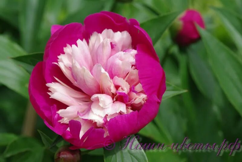 Пион санта фе фото и описание Пион травянистый 'Санта Фе' / Paeonia 'Santa Fa'