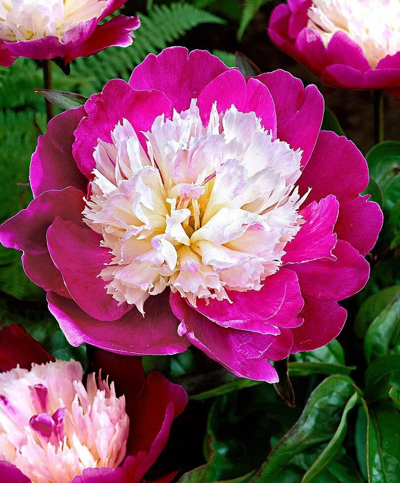 Пион санта фе фото и описание Paeonia 'Santa Fe'