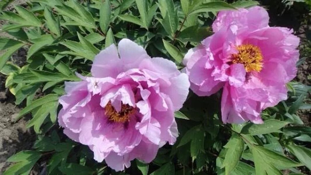Пион сапфир древовидный фото Саженец пиона древовидный As pretty as flower and jade выписать в Ростове-на-Дон