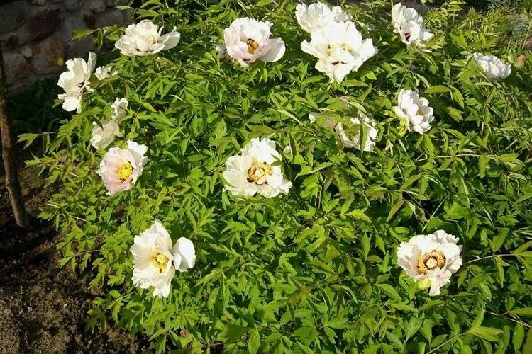 Пион сапфир древовидный описание фото Древовидные пионы (70 фото): сорта, правильный уход и выращивание