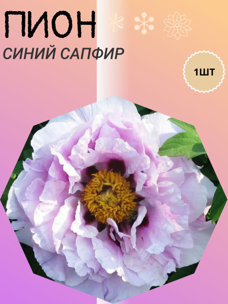 Пион сапфир фото и описание Луковицы Пионы купить по выгодной цене в интернет-магазине OZON (1266762855)