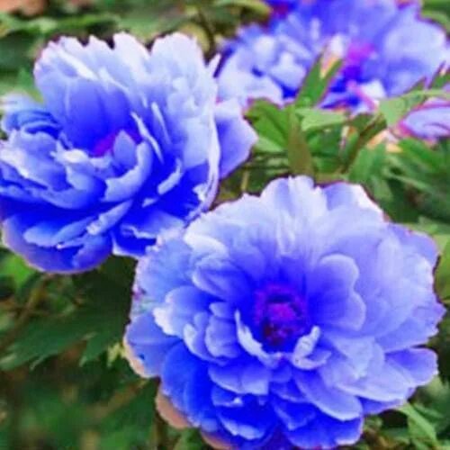 Пион сапфир фото и описание 20Pcs Peony Flowers Seeds Chinese Rare Blue Lovely Home Garden Paeonia Plant Bea