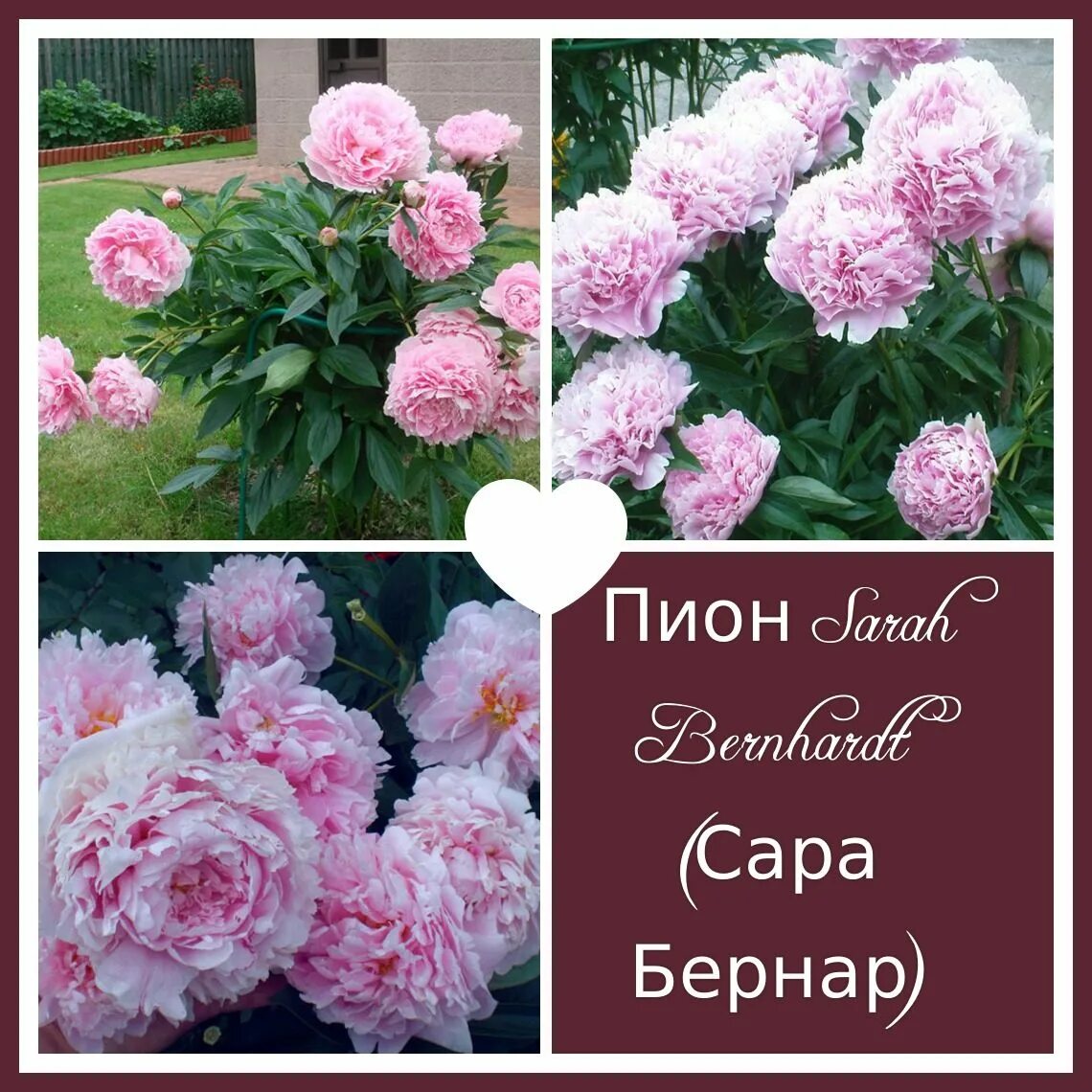 Пион сара бернар фото и описание отзывы Пион уайт сара бернар фото Molot-Club.ru