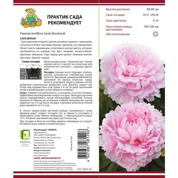 Пион сара бернар фото и описание сорта Описание Уайт и Ред - молочноцветковых травянистых сортов пионов Сара Бернар