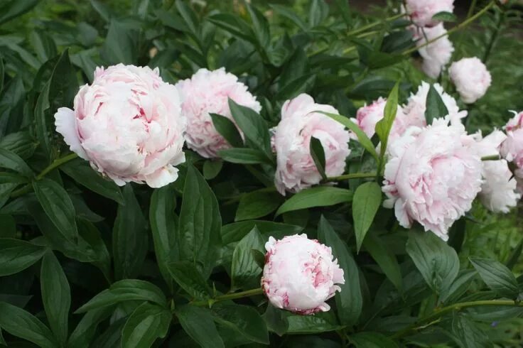 Пион сара бернар фото и описание цена Paeonia lactiflora 'Sarah Bernhardt' JaKMPM, http://fafard.com/fantastic-fragran