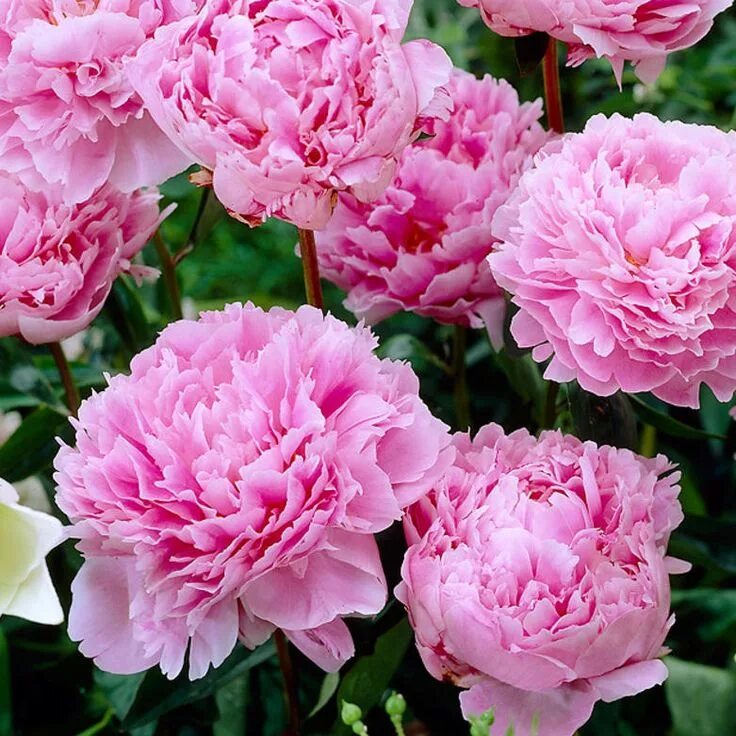 Пион сара бернар фото и описание цена Kiinanpioni Sarah Bernhardt - Viherpeukalot Planting peonies, Planting flowers, 