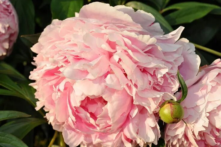 Пион сара бернар фото отзывы пион Сара Бернар Peonies garden, Flowers, Flower painting