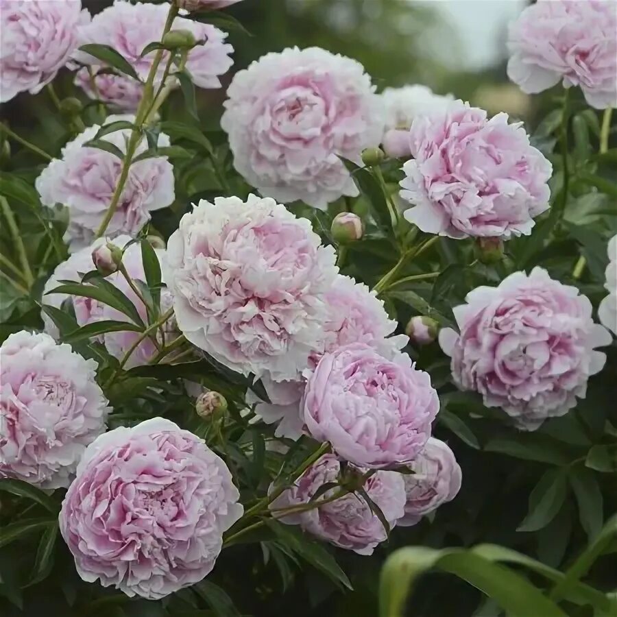 Пион сара бернар фото отзывы Пион Сара Бернар "Sarah Bernhardt"