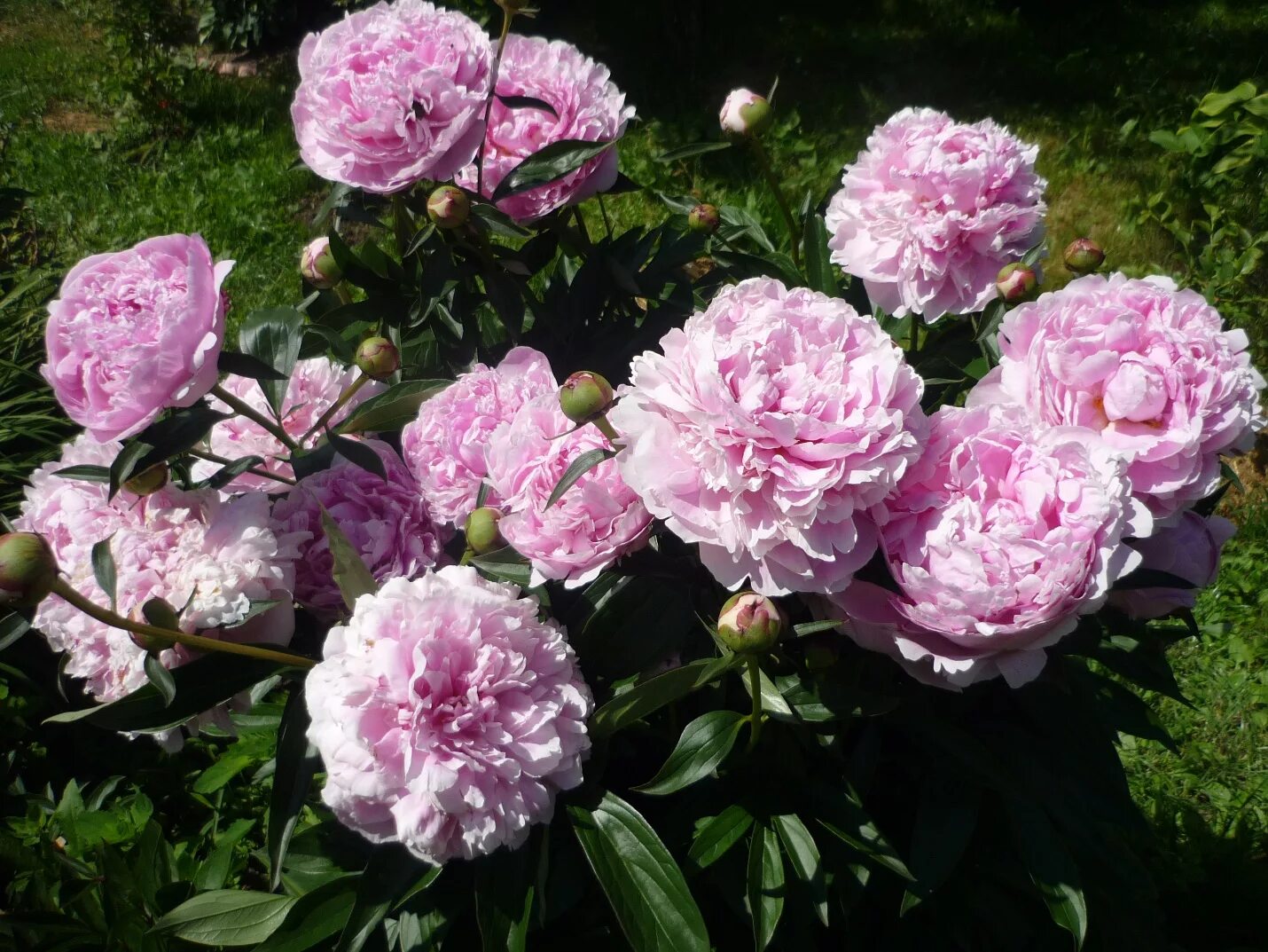 Пион сара бернар юник фото Пион Сара Бернар (Paeonia Sarah Bernhardt) купить в Новосибирске - Калина красна