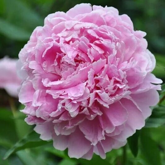 Пион сара бернар юник фото ПИОН Sarah Bernhardt Пион Lactiflora (молочноцветковый) 2-3 eye. Декоративноцвет