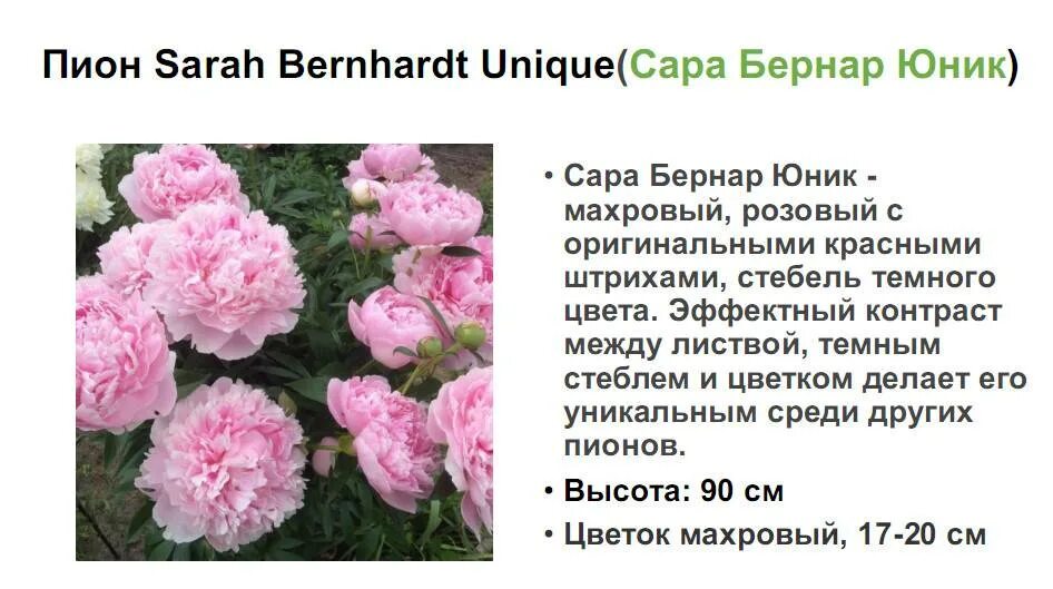 Пион сара бернар юник фото и описание Пион Сара Бернар: описание сорта и характеристики, правила посадки и ухода