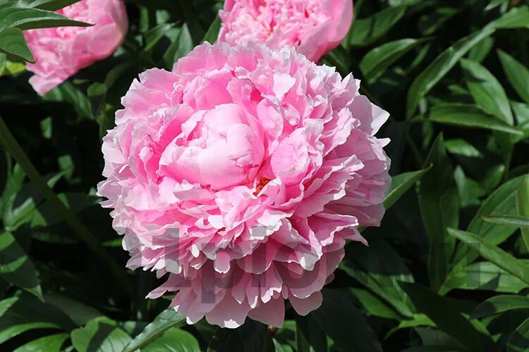 Пион sarah bernhardt фото и описание Пион Сара Бернар купить во Владимире в питомнике с доставкой