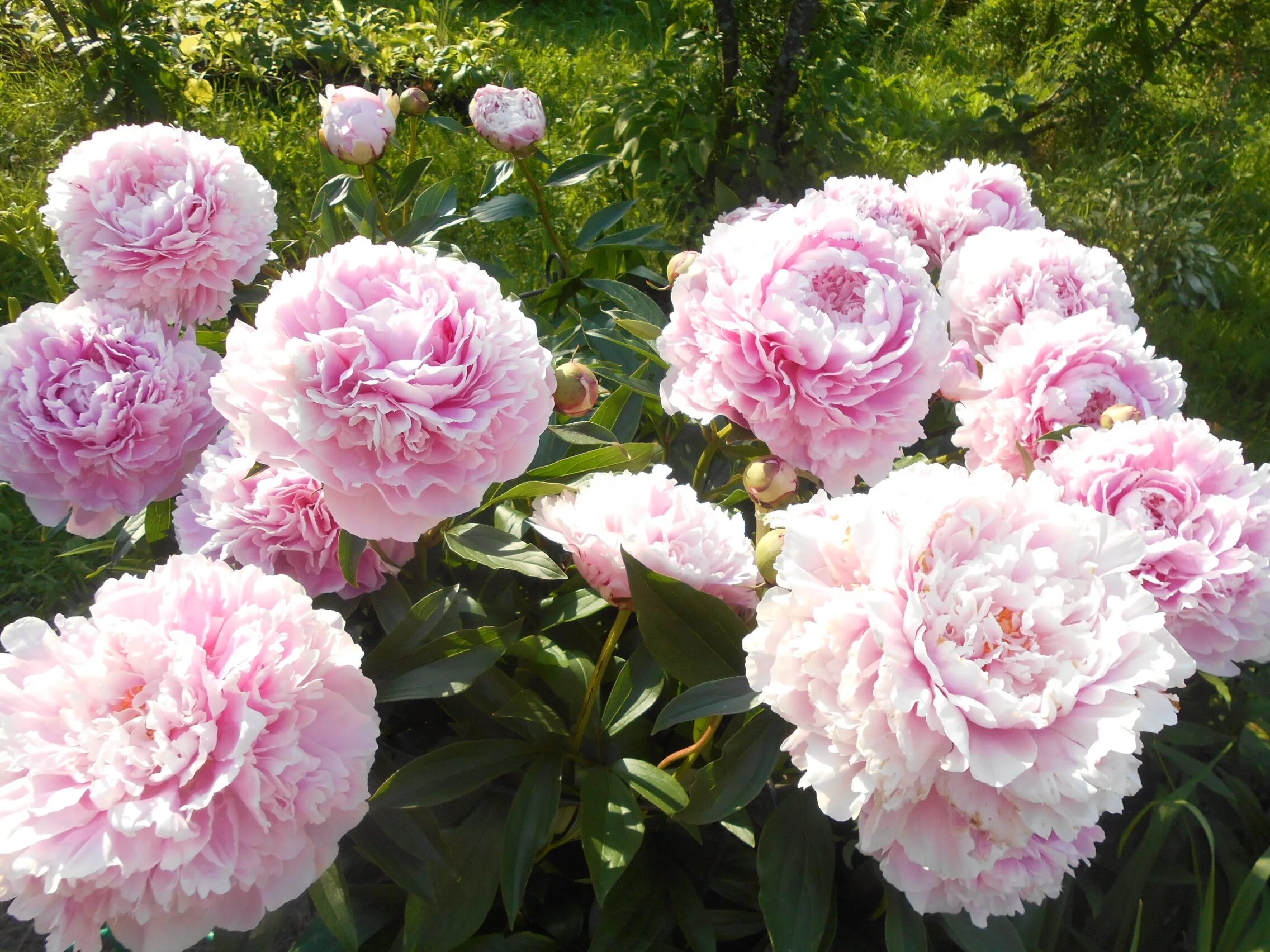 Пион sarah bernhardt фото и описание Сбор заказов. Ах этот аромат - сто роз в одном цветке! И царский шик любого сада