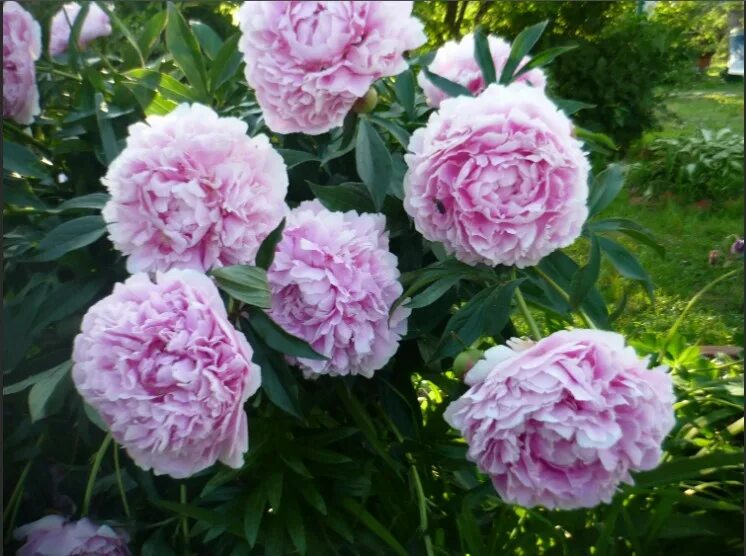 Пион sarah bernhardt фото и описание Пион травянистый Сара Бернар Юник саженцы купить в Москве и Подмосковье в питомн