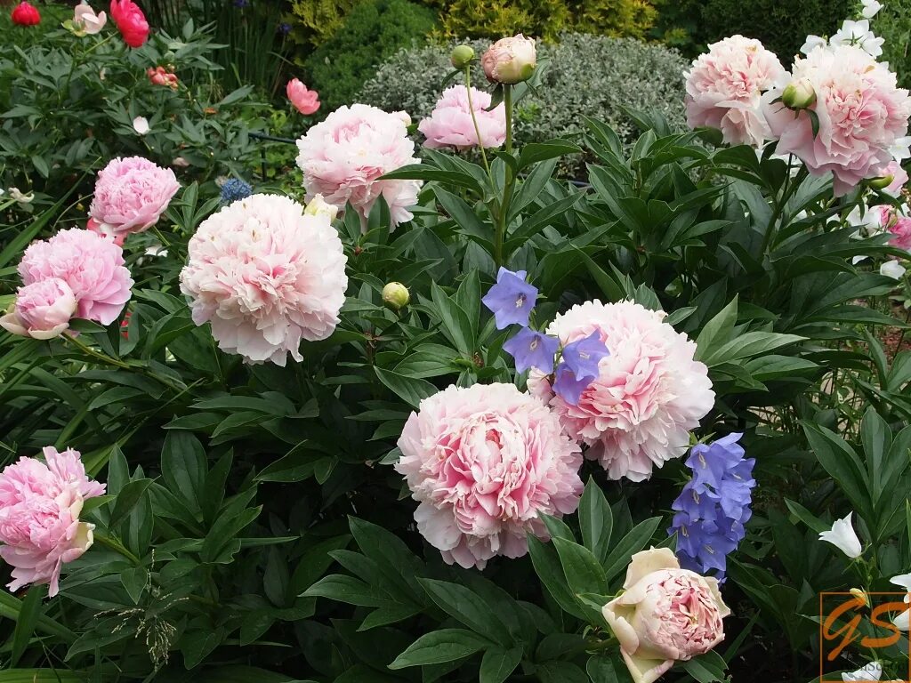 Пион sarah bernhardt фото и описание Пион Сара Бернар: описание сорта и характеристики, правила посадки и ухода