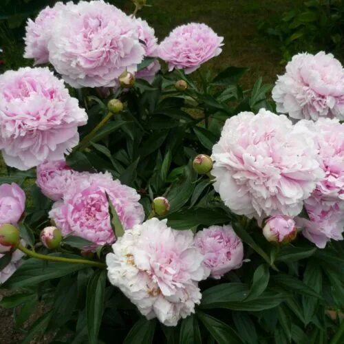 Пион sarah bernhardt фото и описание Саженцы пиона сара бернар купить в Москве по цене от 3500 рублей