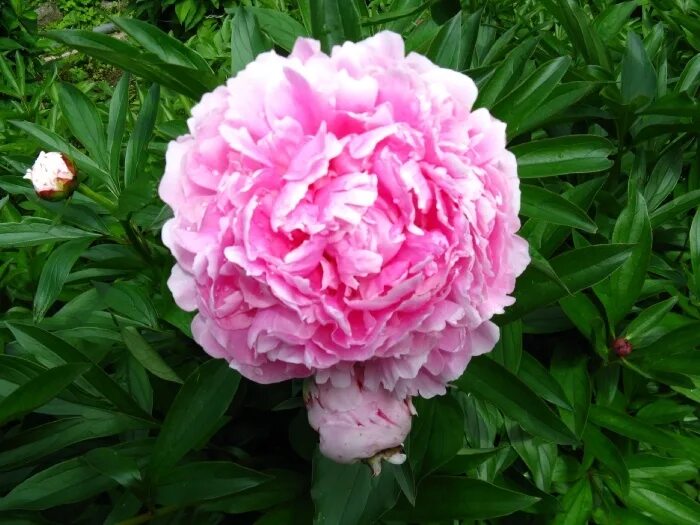 Пион sarah bernhardt фото и описание Пион Сара Бернар: описание сорта и характеристики, правила посадки и ухода