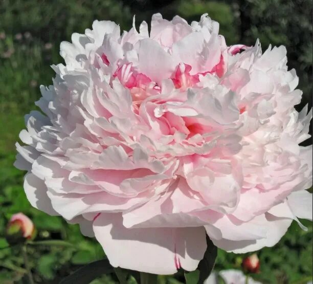 Пион sarah bernhardt фото и описание Пион травянистый Сара Бернар Юник саженцы купить в Москве и Подмосковье в питомн
