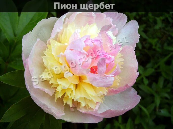 Пион щербет фото и описание Пионы сорта с фото и описанием. Посадка и уход. Болезни - Сообщество садоводов и