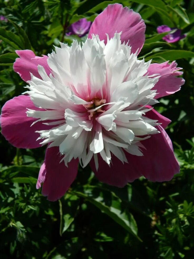 Пион селебрити фото и описание Paeonia lactiflora "Celebrity" herbaceous peony at the Toronto Botanical Garden 