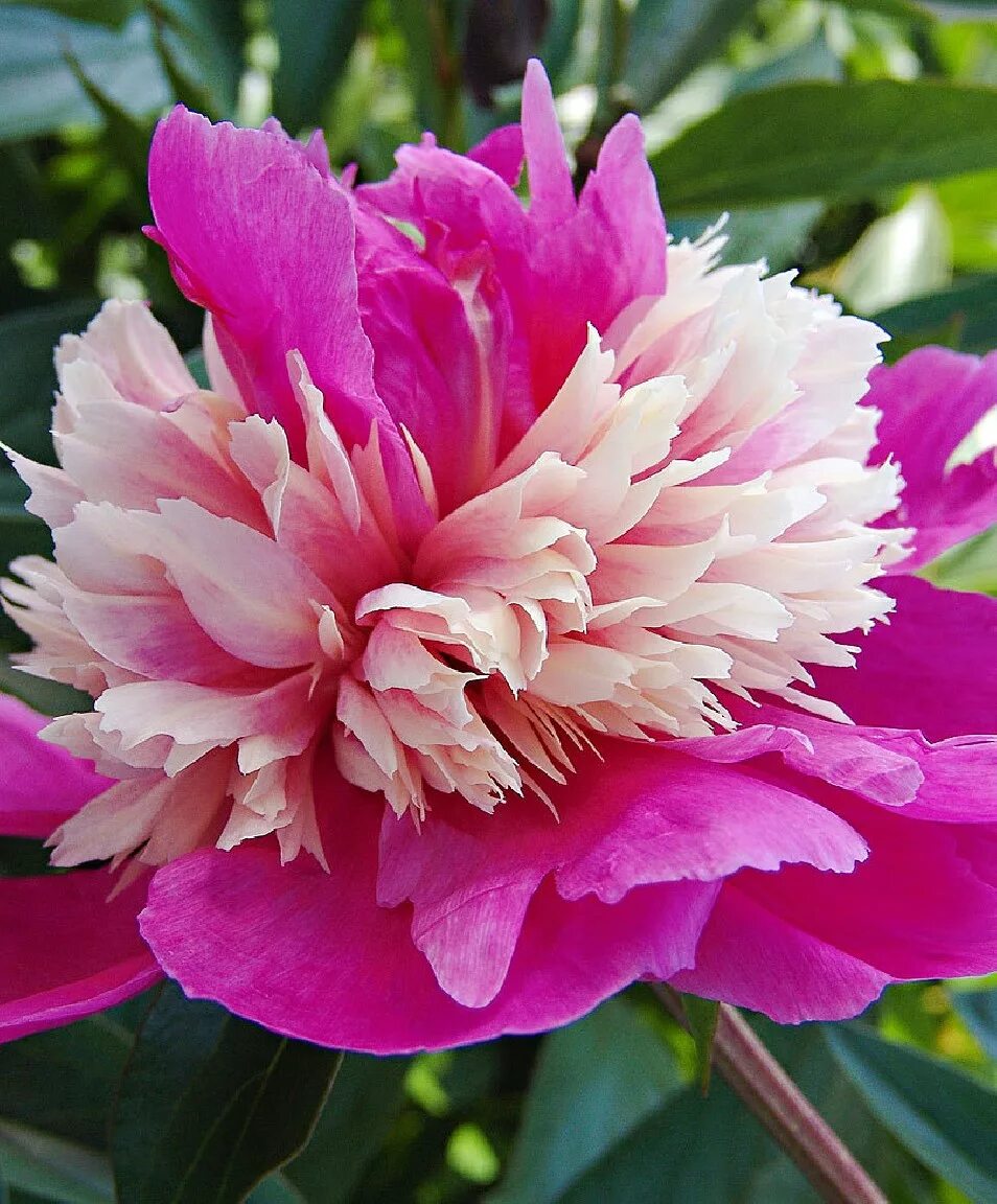 Пион селебрити фото и описание Paeonia lactiflora 'Celebrity' Piwonia chińska