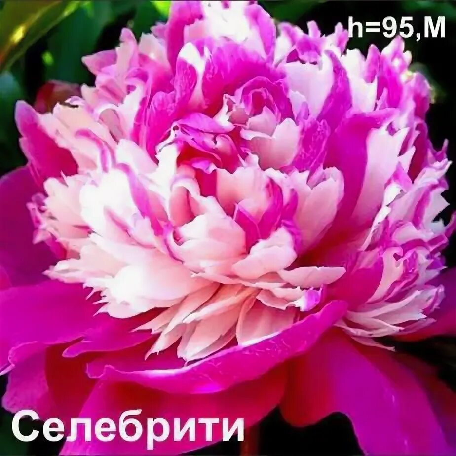 Пион селебрити фото и описание Пион Селебрити - Пион